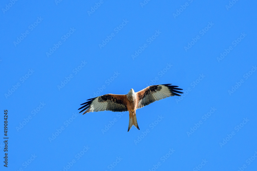 red kite flying past in blue sky, Switzerland red kite flying past in blue sky, Switzerland