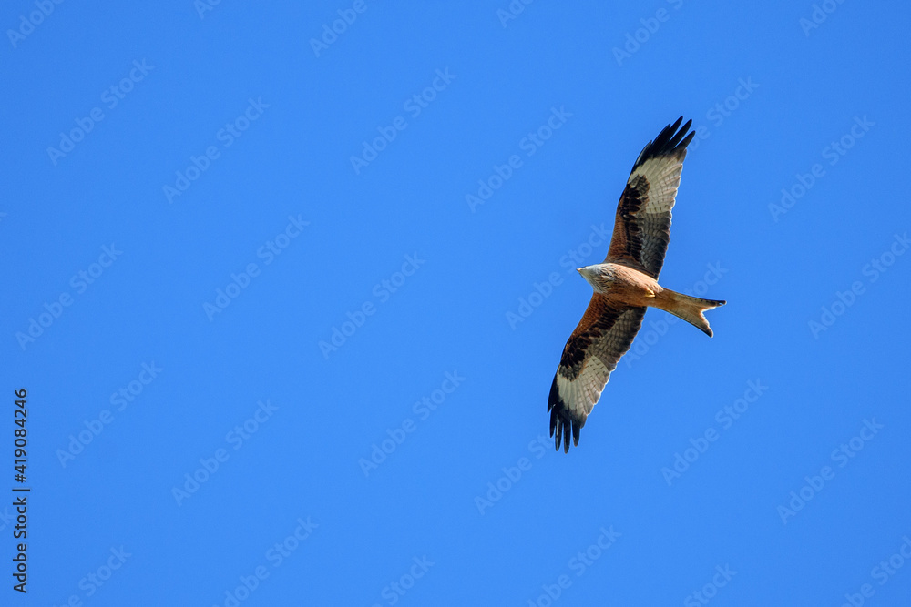 Fototapeta premium red kite flying past in blue sky, Switzerland