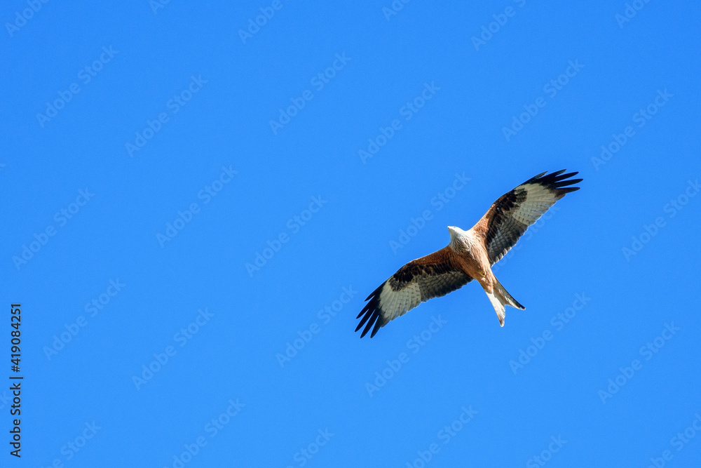 red kite flying past in blue sky, Switzerland red kite flying past in blue sky, Switzerland