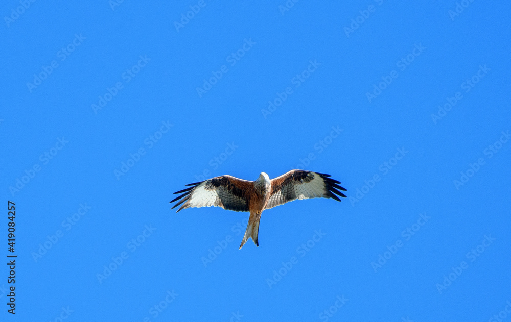 Obraz premium red kite flying past in blue sky, Switzerland