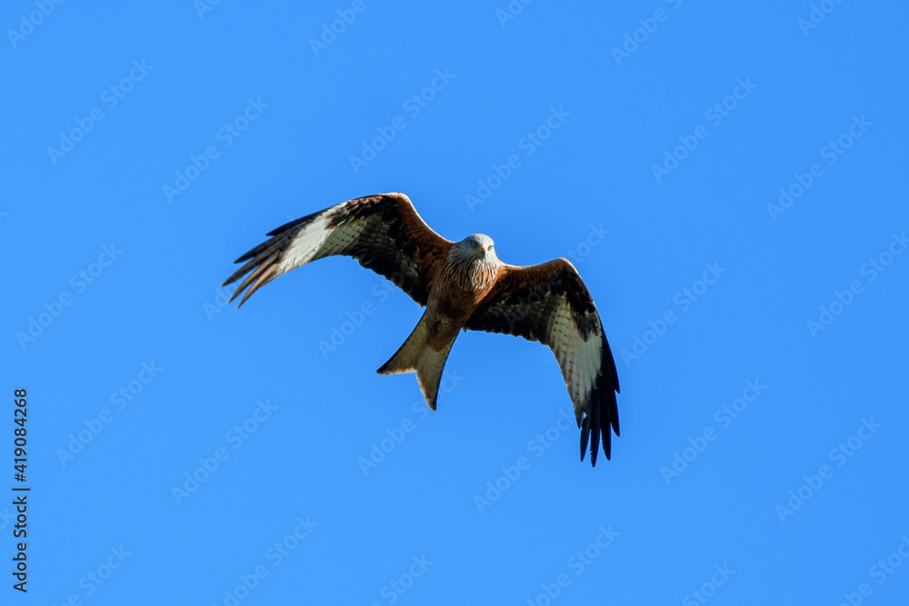 red kite flying past in blue sky, Switzerland red kite flying past in blue sky, Switzerland