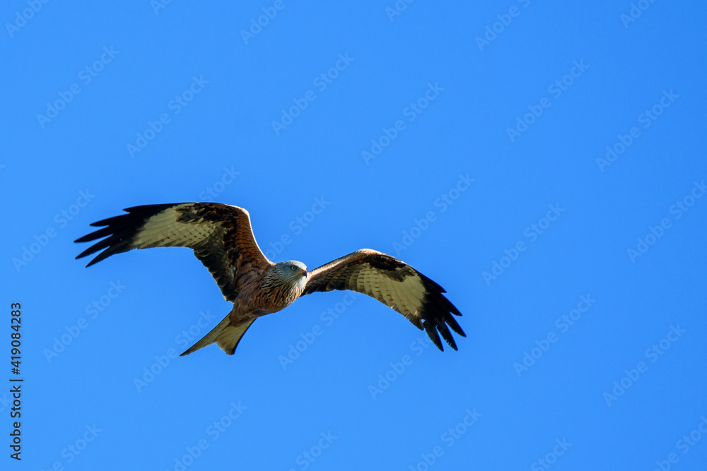Obraz premium red kite flying past in blue sky, Switzerland