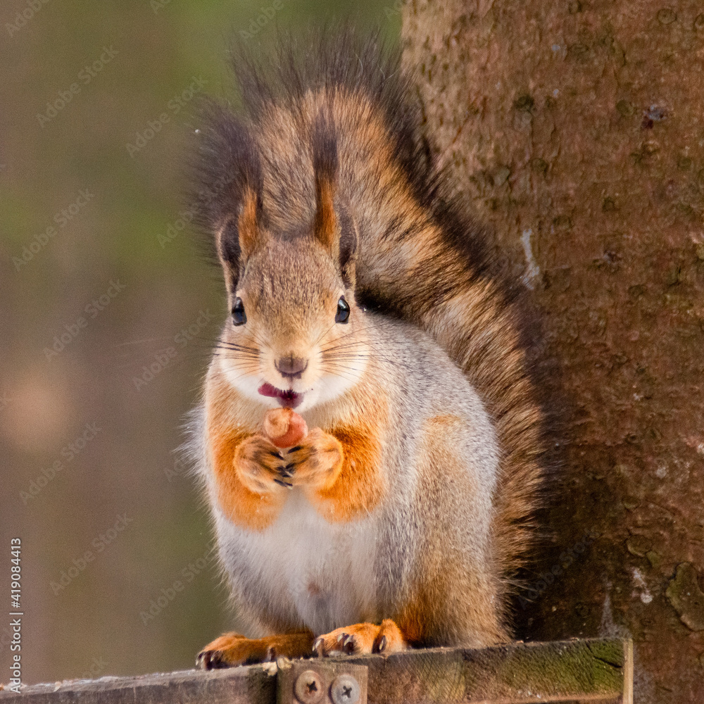 Obraz premium red squirrel eating nut