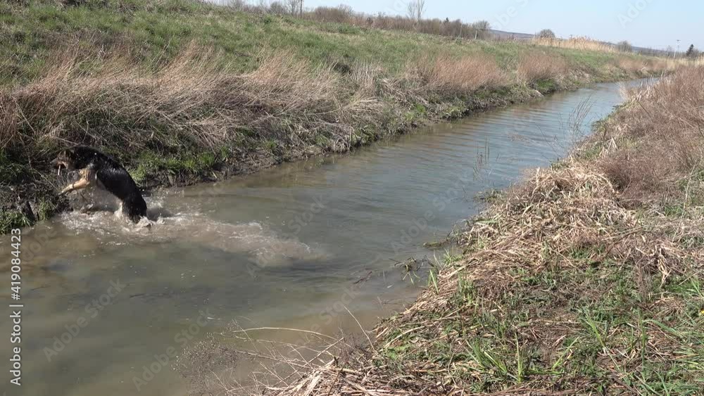 The German Shepherd dog jumps into the small river for the tree branch his owner threw at him, swims The German Shepherd dog jumps into the small river for the tree branch his owner threw at him, swims
