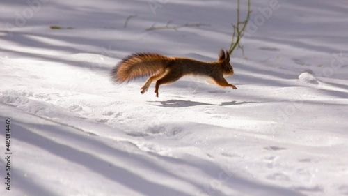 running red squirrel in the winter forest