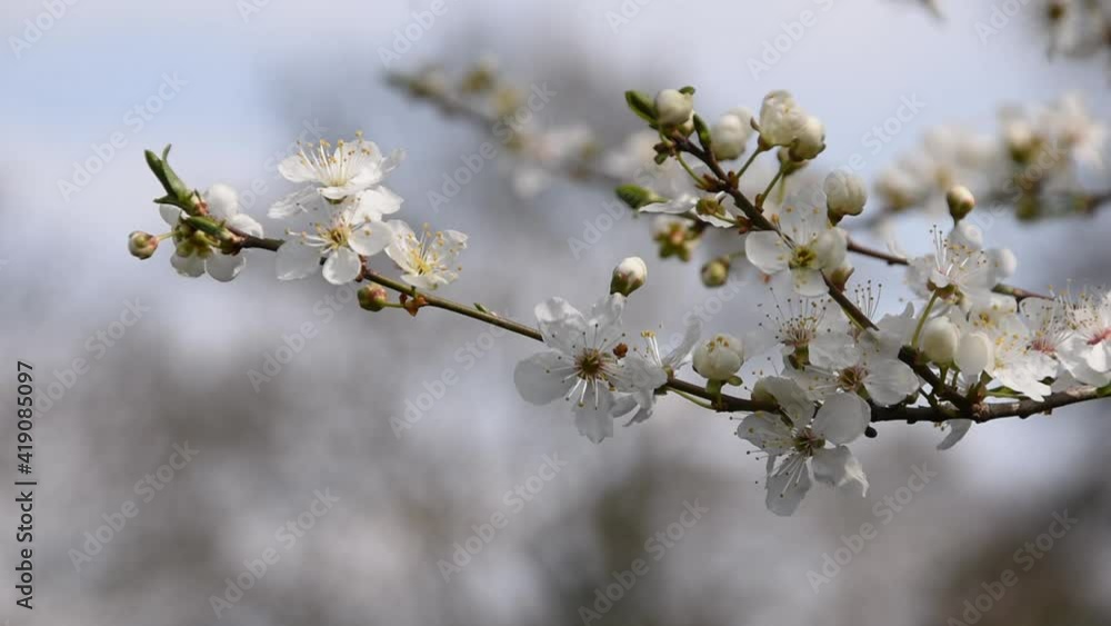 Cherry blossoms: wild cherry (prunus avium) in spring Cherry blossoms: wild cherry (prunus avium) in spring