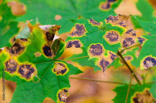 background with autumn leaves close up. maple leaves, autumn forest or park. texture, colorful leaveson the tree. natural background photo