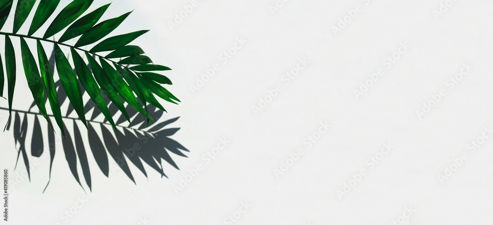 Empty scene product. Green tropical leaf shadow on white background. Minimal summer concept.	