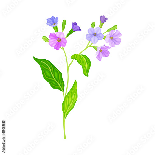 Violet Florets of Lungwort or Pulmonaria Flowering Plant Vector Illustration