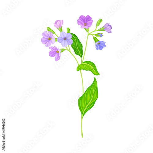 Blooming Violet Flowers of Lungwort Plant Growing on Green Stem with Pointed Leaves Vector Illustration