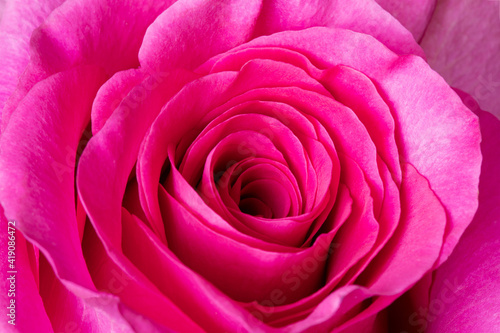 Rose flower close up pink