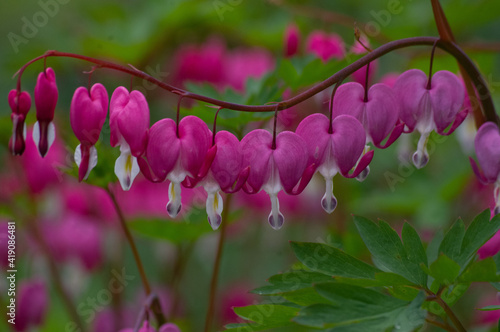 pink flowers