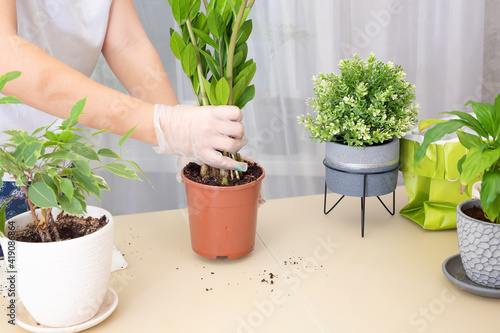Transplanting plants. Transplanting houseplants, zamiokulkas in a pot. Step 1