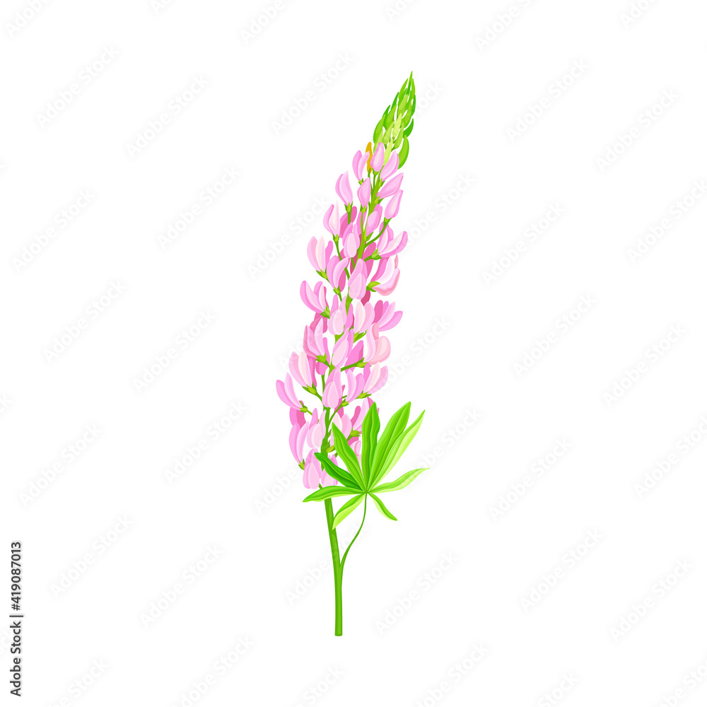 Naklejka premium Lupin or Lupine Flowering Plant with Palmately Green Leaves and Lilac Dense Flower Whorl Vector Illustration