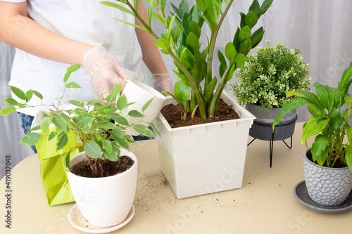 Transplanting plants. Transplanting houseplants, zamiokulkas in a pot. Watering the flower. Step 4