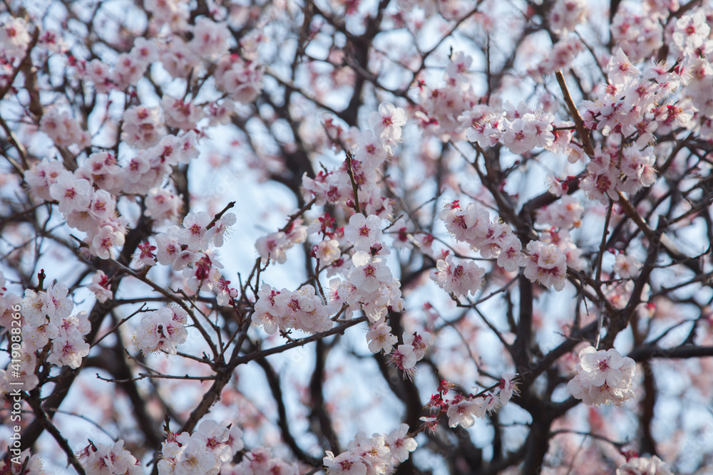 plum blossoms in the spring sky plum blossoms in the spring sky