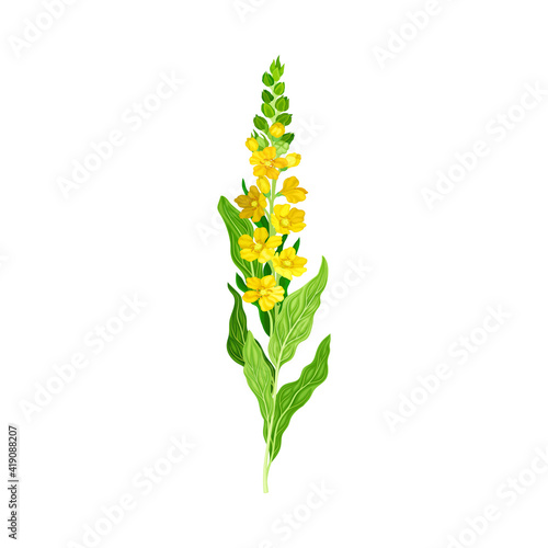 Mullein Plant with Yellow Blooming Florets and Dense Rosette of Leaves Vector Illustration