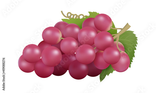Red grape. Realistic grapes bunch, isolated farm fruit. Natural raw product, winery garden element. Fresh juicy food vector illustration. Natural product realistic, juice fruit for winery