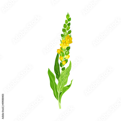 Mullein with Tall Flowering Stem and Yellow Florets Blooming on It Vector Illustration