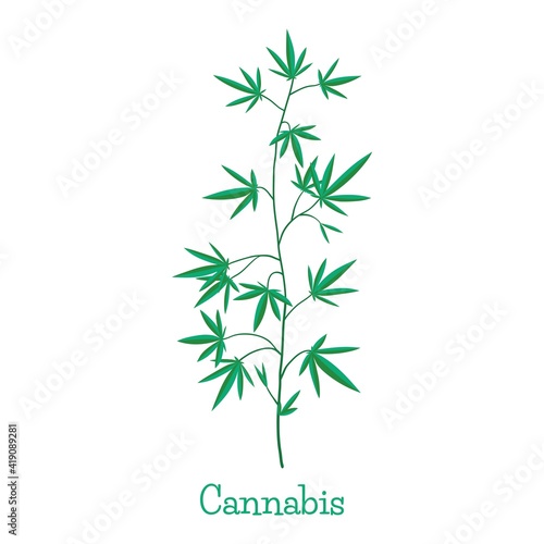 Fototapeta Naklejka Na Ścianę i Meble -  Hemp. Cannabis. Marijuana. Growing plant. Gardening. Isolated illustration on white background.