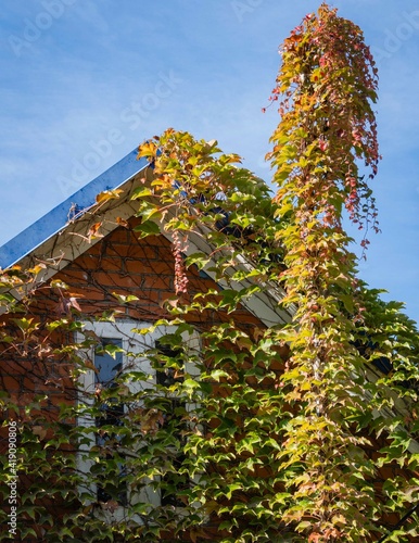 Facade of country house is decorated with beautiful leaves of Parthenocissus tricuspidata, Vitaceae, Boston ivy, grape ivy, Japanese ivy, Japanese liana. Sunny autumn day. Nature concept for design. © AlexanderDenisenko