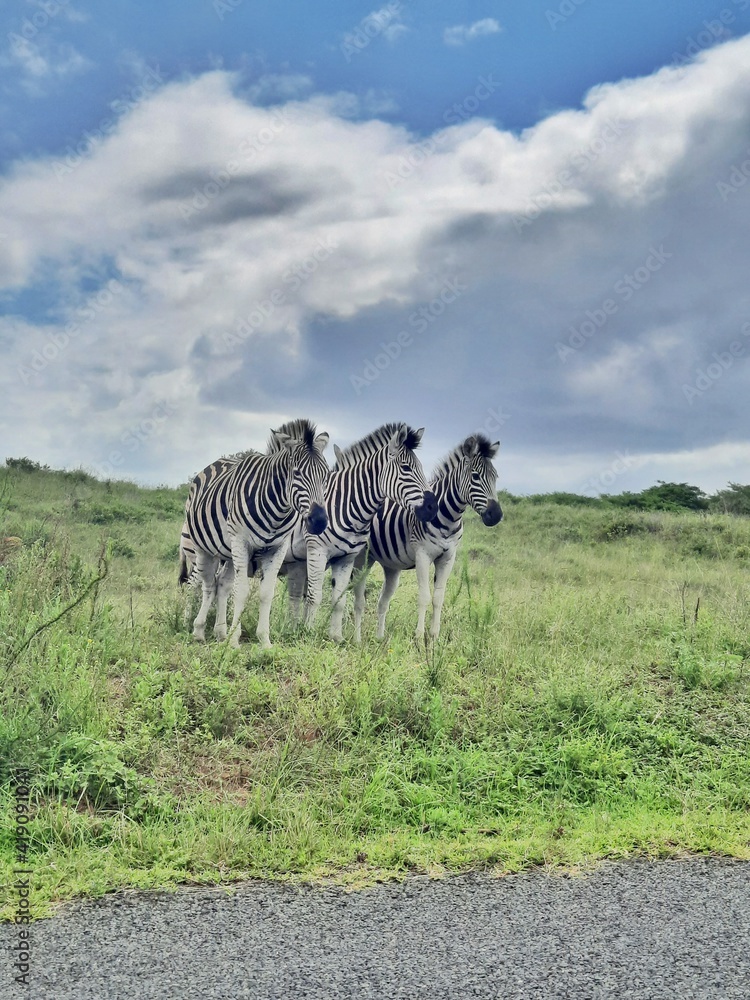 Naklejka premium zebra in the wild