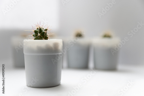 small green cactus on a white background © Елена Дырда
