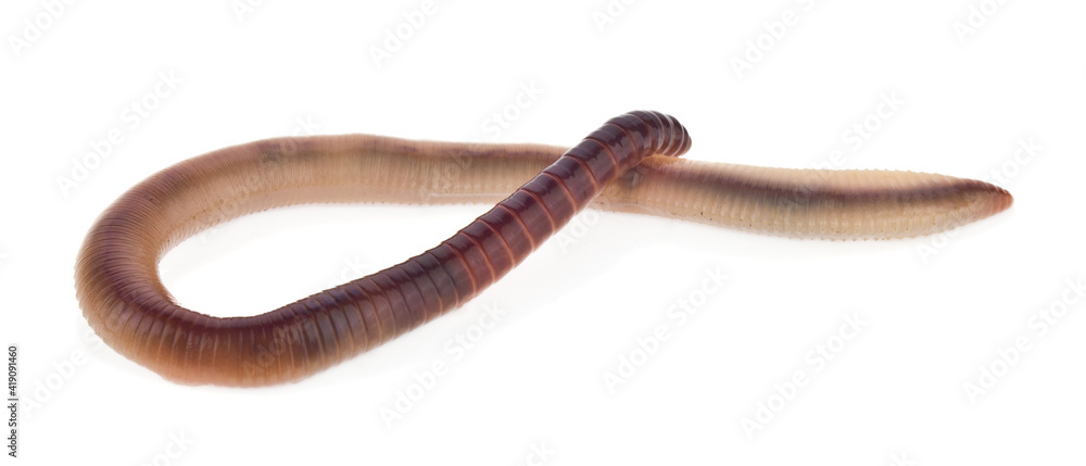 Worm isolated on white background close up. Worm isolated on white background close up.