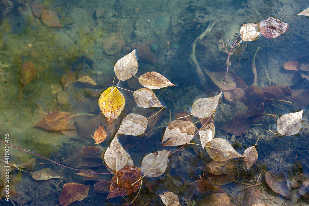 Leaves in autumn in the water