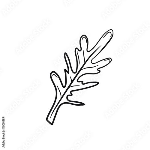 Cute hand drawn arugula. The ingredient for various meals in cooking. Vector 