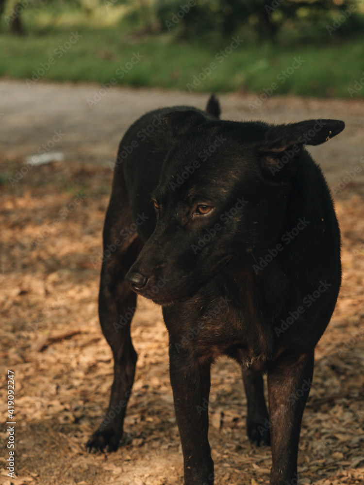 A portrait homeless dog 