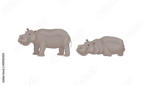Hippopotamus or Hippo as Large Semiaquatic Mammal in Different Pose Vector Set