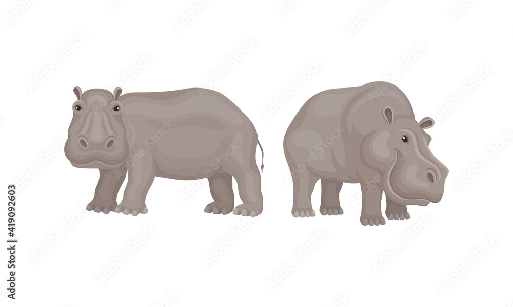 Hippopotamus or Hippo as Large Semiaquatic Mammal in Different Pose Vector Set