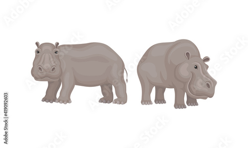 Hippopotamus or Hippo as Large Semiaquatic Mammal in Different Pose Vector Set © Happypictures