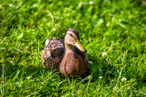 A wild duck stands on the shore of a lake