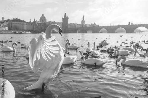 swans on a lake in prague