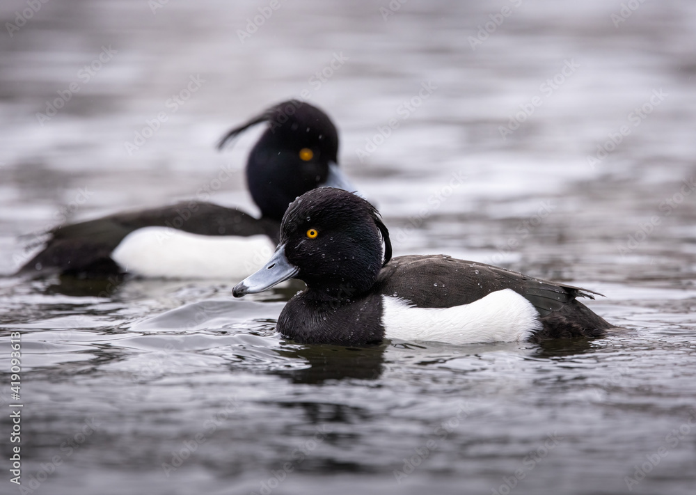 Fototapeta premium A Tufted Duck (Aythya fuligula) swimming on a lake in Denmark