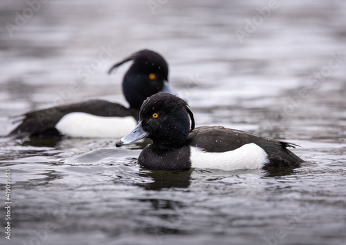 A Tufted Duck (Aythya fuligula) swimming on a lake in Denmark