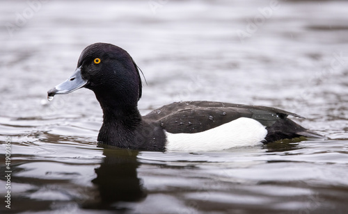 A Tufted Duck (Aythya fuligula) swimming on a lake in Denmark