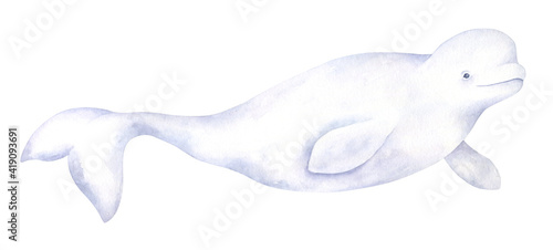 Fotografia, Obraz Beluga Whale Illustration