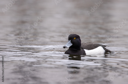 A Tufted Duck (Aythya fuligula) swimming on a lake in Denmark