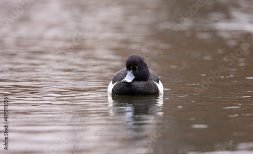 A Tufted Duck (Aythya fuligula) swimming on a lake in Denmark
