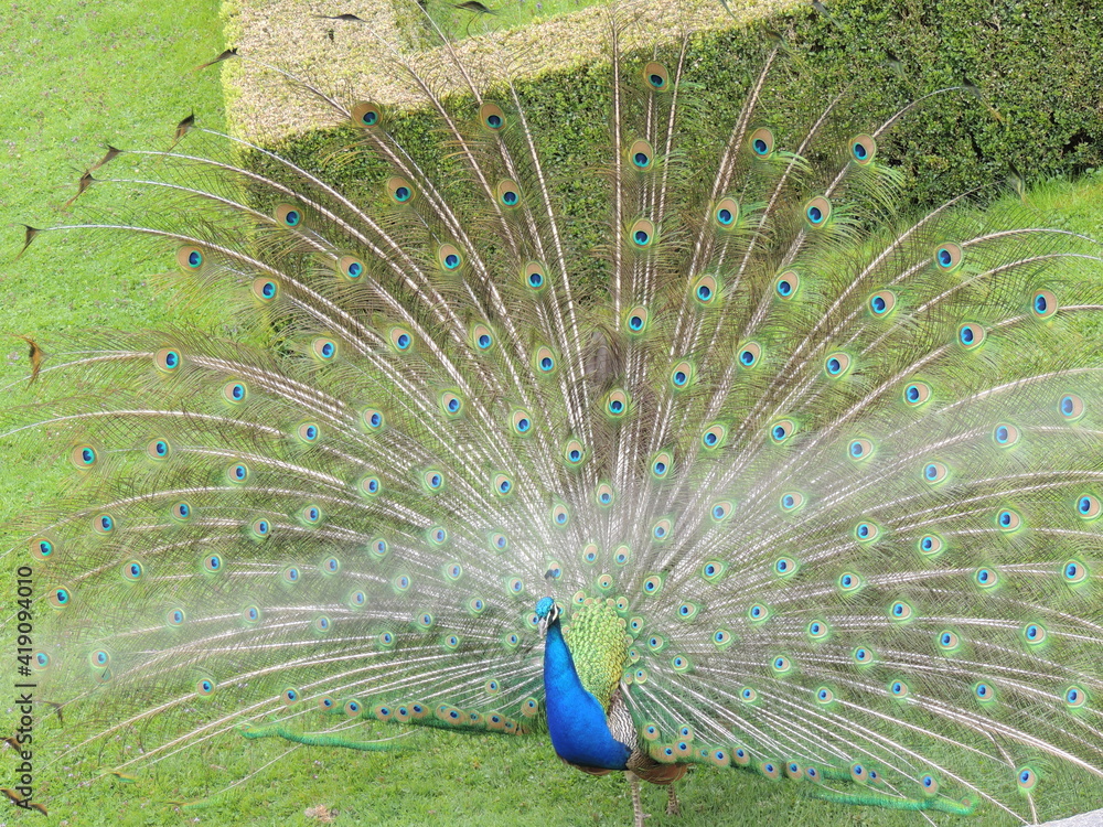 Obraz premium Przyrodniczo