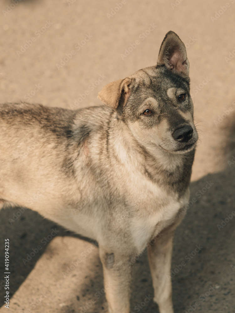 Homeless dog has looking someone Homeless dog has looking someone