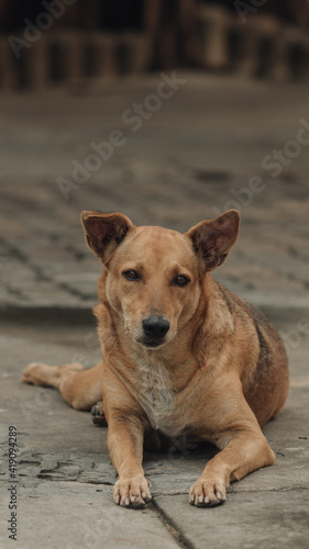 A portrait homeless dog 