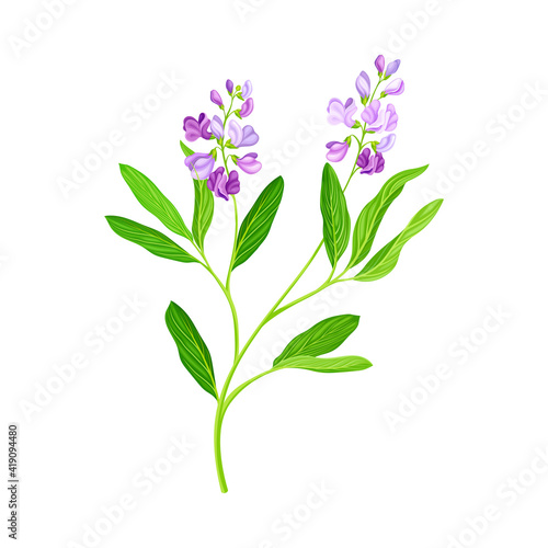 Alfalfa or Lucerne Healing Flower with Elongated Leaves and Clusters of Small Purple Flowers Vector Illustration