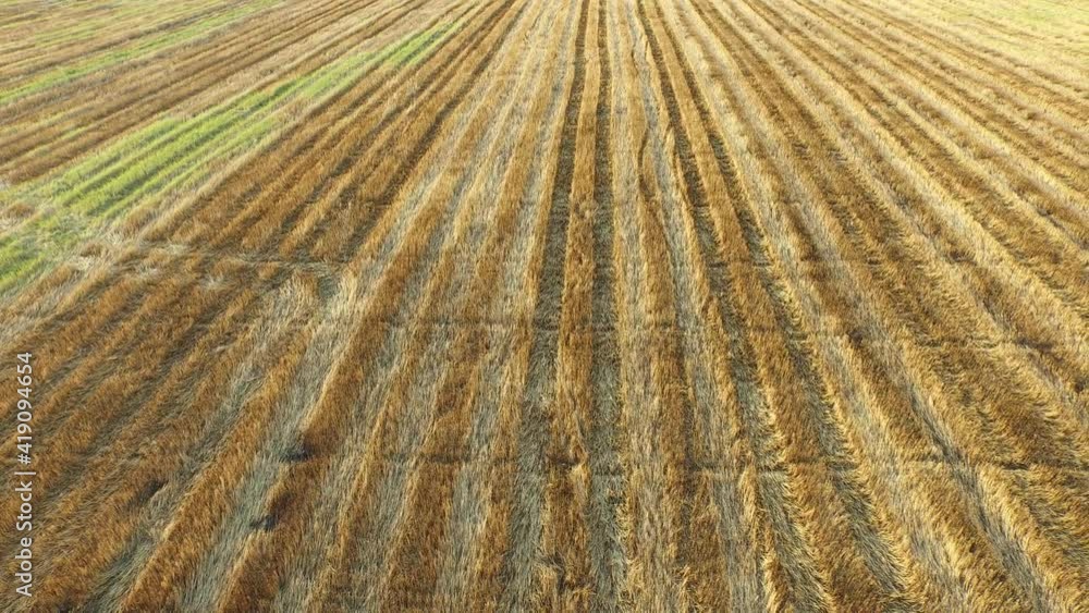 Aerial Medium Shot - View of an Empty Rice Field After Harvesting. Aerial Medium Shot - View of an Empty Rice Field After Harvesting.