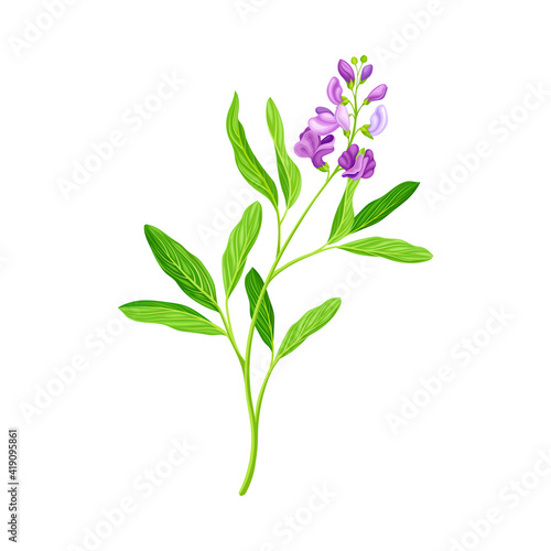 Medicago Sativa or Alfalfa Plant Having Elongated Leaves and Clusters of Small Purple Flowers Vector Illustration