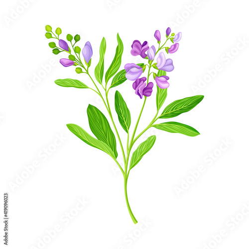 Medicago Sativa or Alfalfa Plant Having Elongated Leaves and Clusters of Small Purple Flowers Vector Illustration