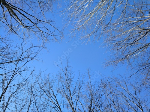branches against blue sky